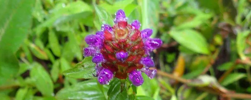 夏枯草和蒲公英治结节吗 夏枯草和蒲公英哪个散结好