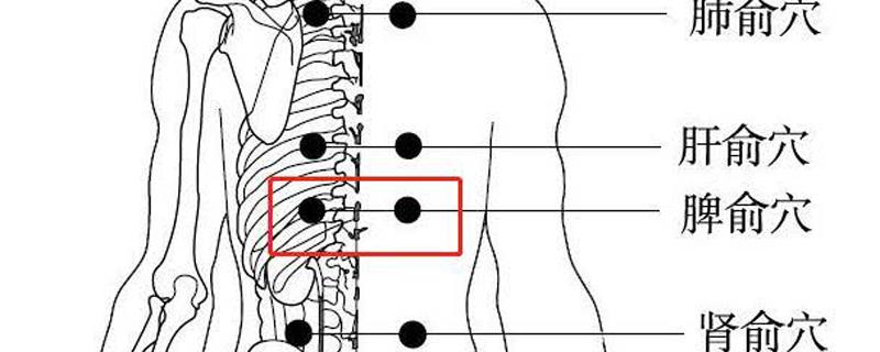 找脾俞的最简单的方法 脾俞的功效与作用是什么