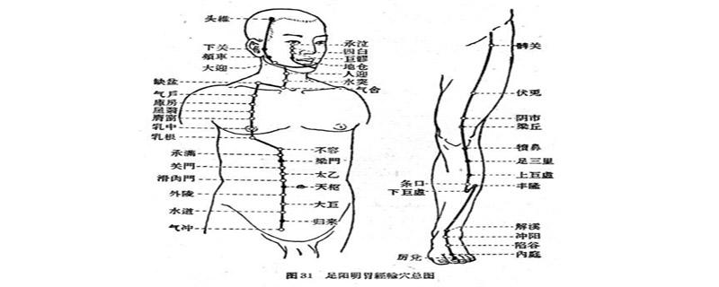 足阳明胃经循行路线图 足阳明胃经主治病症