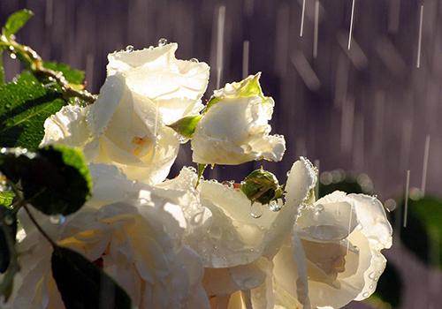 雨水节气是什么意思 节气雨水的意思