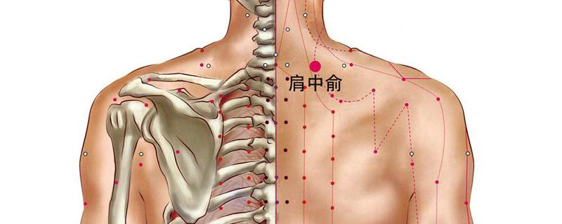 肩中俞的准确位置图和作用 肩外俞的准确位置和作用