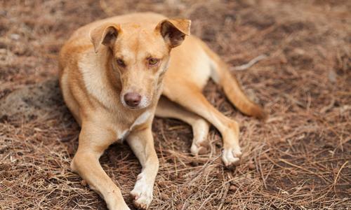 狗舔人會傳染狂犬病嗎 狗舔過的東西有病毒嗎