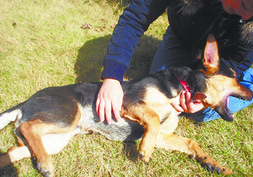 有狂犬病的狗有什么症状（有狂犬病的狗有啥症状）