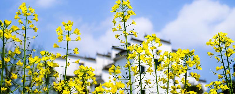 油菜花可以吃吗 吃油菜花有什么好处