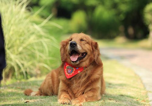 狂犬疫苗漏打了怎么办（如果狂犬疫苗漏打了怎么办）