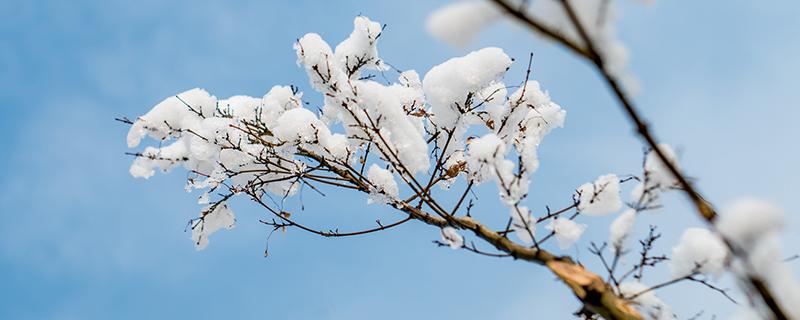 小雪节气的含义是什么 小雪节气的含义是什么二十四节气