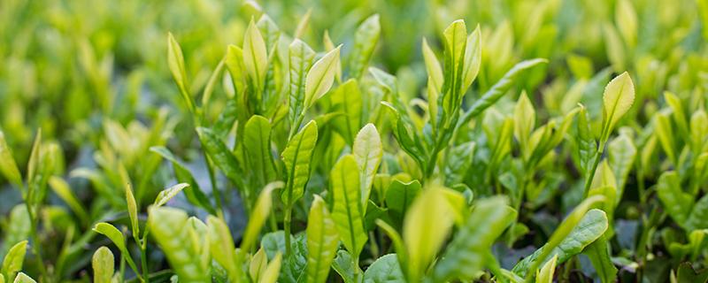 谷雨茶的功效与作用 谷雨茶是绿茶吗