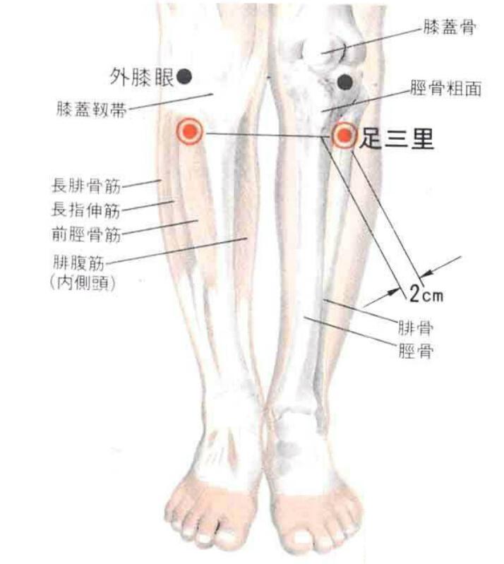 足三里的准确位置图（足三里的准确位置图片）