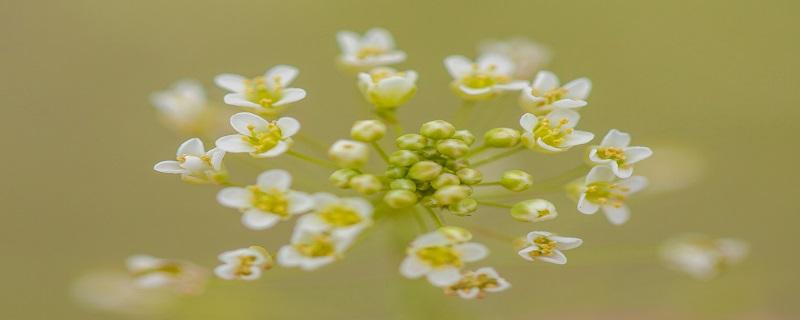 荠菜焯水后冷冻好吗 荠菜怎么放冰箱保存