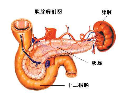 胰腺炎的症状 胰腺炎的症状有哪些表现