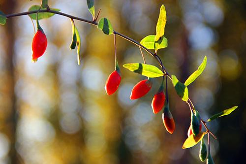 枸杞子能长时间煮吗（枸杞可以长时间煮吗）