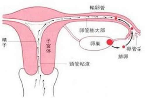 排卵期同房不孕原因 排卵后同房不孕原因