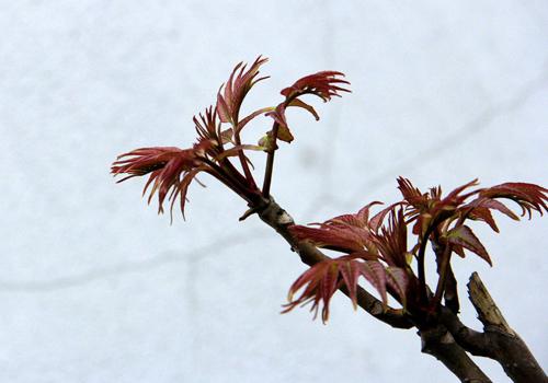 吃香椿芽升血压吗 高血压可以吃香椿芽吗