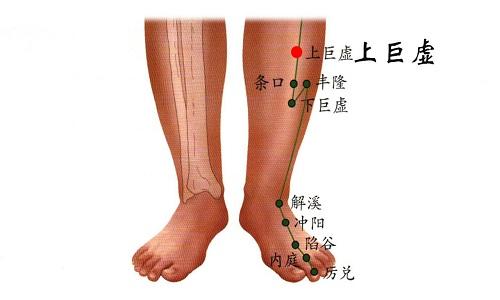 上巨虚的准确位置图 上巨虚的准确位置图作用功效