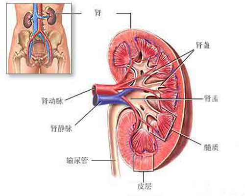 尿毒癥是怎么引起的 尿毒癥是怎么引起的治得好嗎