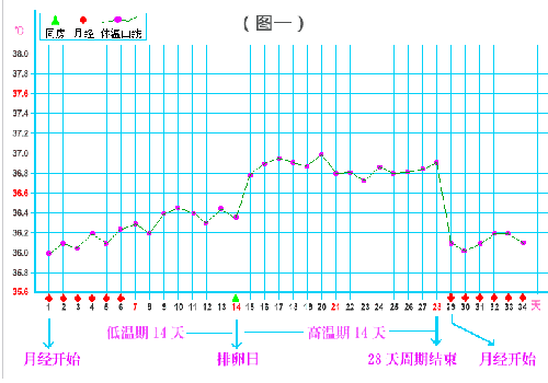 排卵期溫度是多少（排卵期溫度是多少了）