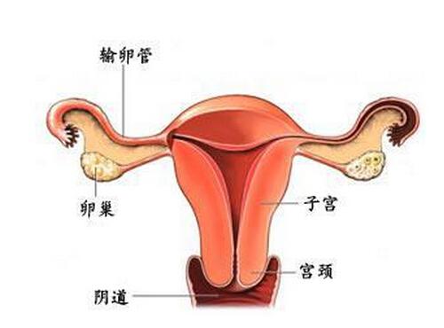 輸卵管疏通后多久懷孕 輸卵管疏通后多久懷孕合適