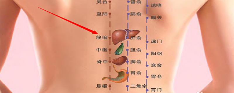 筋缩的准确位置怎么找 小儿筋缩的位置