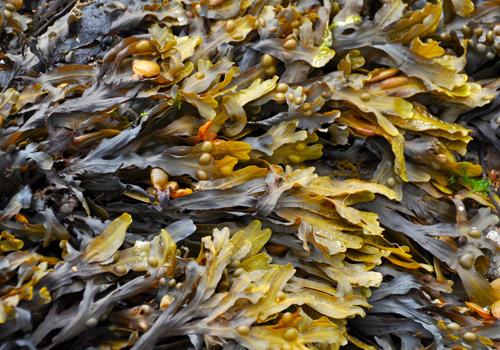 海带和柿子可以同食吗 干海带上有白霜能吃吗