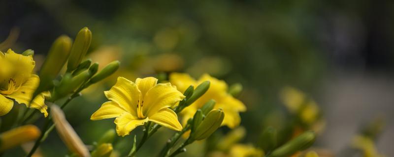 黄花菜的心为什么要抽出来 黄花菜为什么抽芯