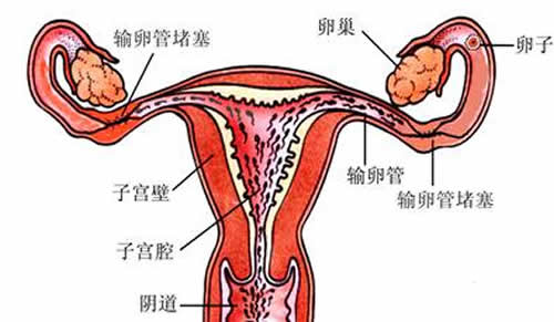 输卵管堵塞的表现（输卵管堵塞的表现症状）