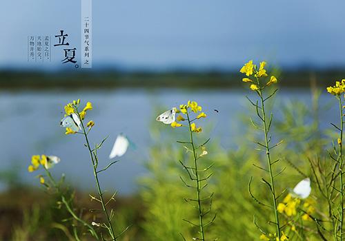 立夏是阳历几月几日