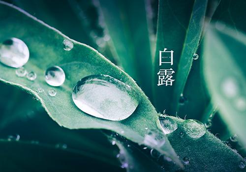 白露属于哪个季节 白露这个季节是什么意思