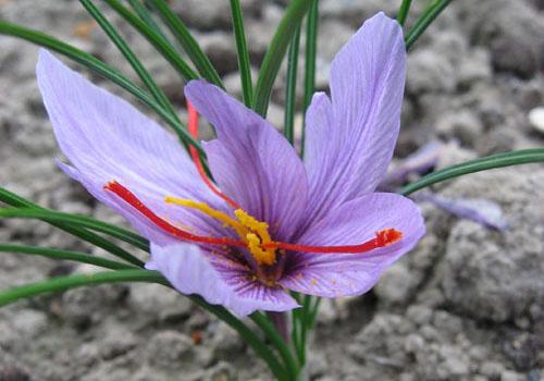 藏红花安神吗（藏红花是兴奋还是安神）