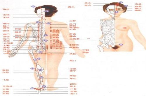 足太陽膀胱經(jīng)經(jīng)絡示意圖 足太陽膀胱經(jīng)經(jīng)絡示意圖圖