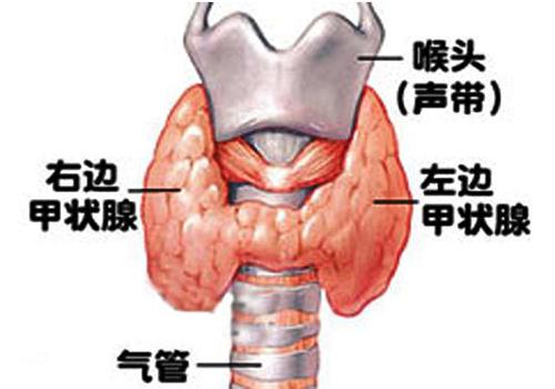 甲状腺激素偏高原因 甲状腺激素偏高是什么导致的