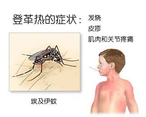 登革熱有什么癥狀 登革熱有什么癥狀圖片