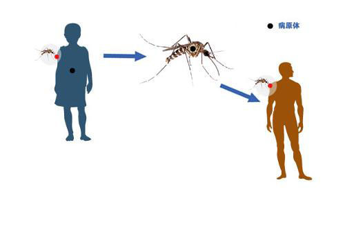 登革热的传播媒介是什么（登革热的传播方式是什么）