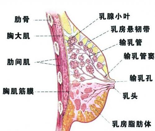 乳房小叶增生能喝豆浆吗（乳腺有增生可以喝豆浆吗）