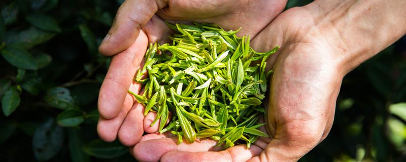 谷雨茶和明前茶区别（明前茶和雨前茶的区别）