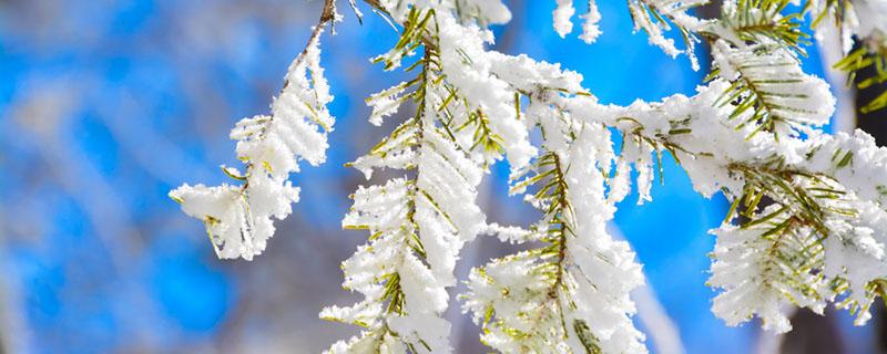 三九天会下雪吗 三九天会下雪吗为什么