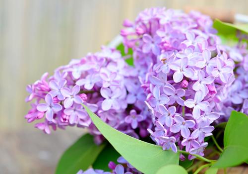 丁香花的功效与作用（丁香花的功效与作用和图片）