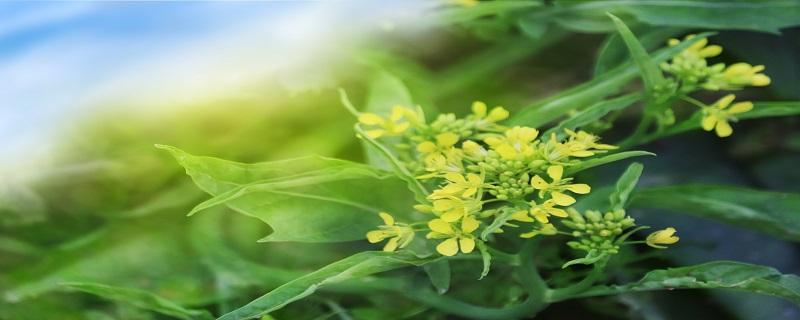 白菜苔的花能不能吃（白菜苔的菜花可以吃吗）