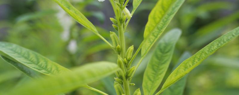 干芝麻叶洗头功效与作用（干芝麻叶洗头功效与作用及禁忌）