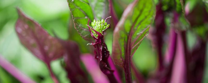 红菜苔含糖量高吗 红菜苔可以降血糖吗