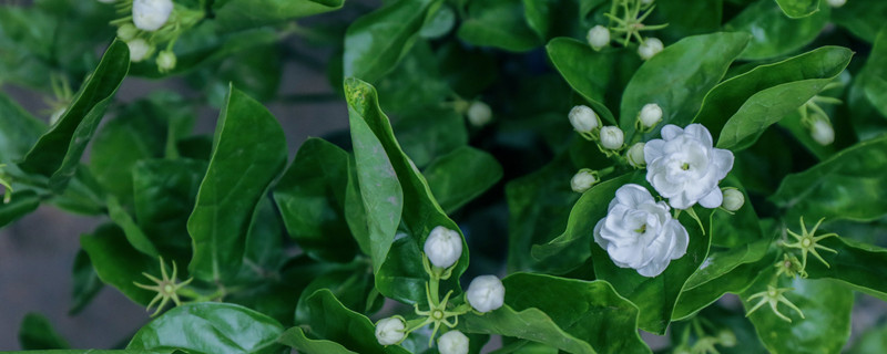 茉莉花香對(duì)人體有什么影響 茉莉花香有什么作用