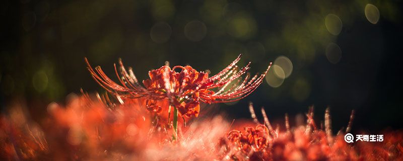 彼岸花為什么叫死人花 彼岸花是死人花嗎