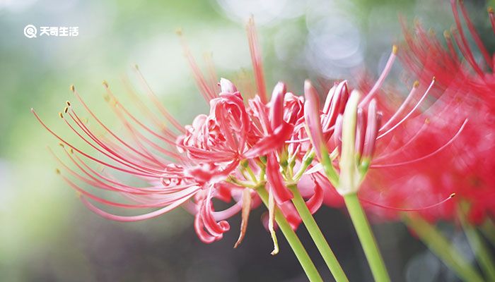 彼岸花為什么叫死人花 彼岸花是死人花嗎