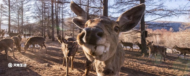 麝香是什么动物身上的哪个部位 麝香是什么动物的什么部位