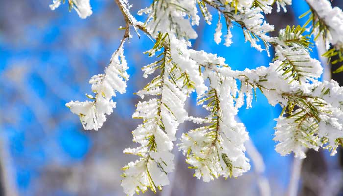 入秋第一场雪如何用诗表达 入秋第一场雪怎么用诗表达