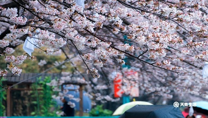 秦皇岛春季赏花去哪里 推荐秦皇岛春季赏花好去处