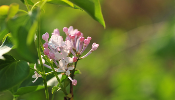 丁香花是什么颜色 丁香花的颜色是什么