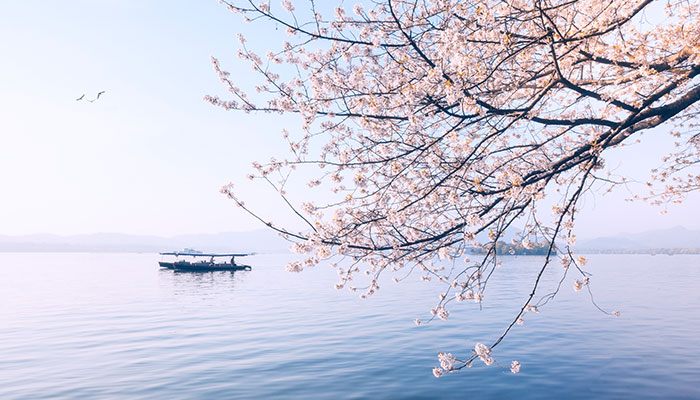 3月開什么花 3月開的花有什么