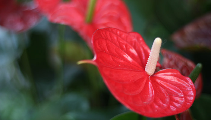 紅掌怎么養(yǎng) 紅掌咋養(yǎng)