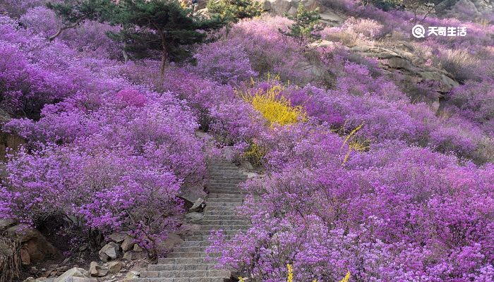 固原市春季赏花去哪里 推荐固原市春季赏花好去处