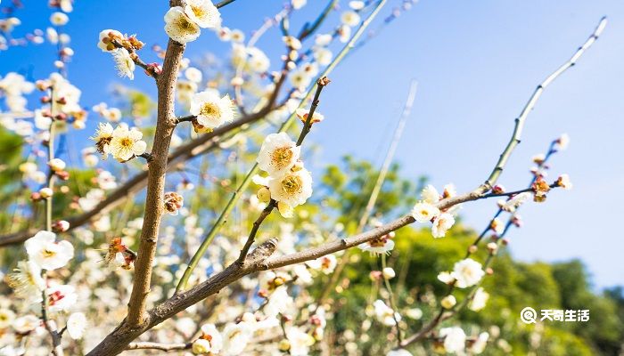 白银市春季赏花去哪里 推荐白银赏花旅游景点